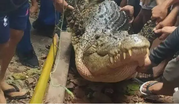 Timsah bu kez de 5 yaşındaki çocuğu yuttu